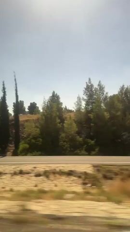 The video shows a side view from a moving vehicle, capturing a roadside landscape. The foreground features dry, light-colored ground with blurred vegetation. A paved road runs horizontally across the middle of the frame, with a yellow line visible on the right side. Beyond the road, a gently sloping hillside is covered in dry, brown grasses and scattered green bushes. A line of tall, slender cypress trees stands prominently on the left side of the hillside, followed by more varied green trees and bushes further to the right. The sky above is clear and pale blue, with bright sunlight casting a slight glare. The motion blur indicates the vehicle is in transit.