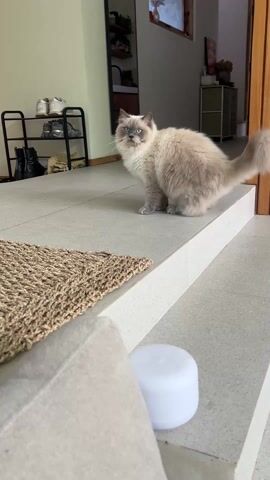 A fluffy, light-colored cat with blue eyes is startled by a sound and runs away. The cat is initially sitting on a grey tile floor near a woven rug, a white, hockey-puck-shaped object, and a beige cushion. After a sound is made, the cat quickly turns and runs towards a black metal shoe rack with shoes and boots on it. A mirror hangs on the wall in the background, and a wooden door is visible to the right. The overall environment appears to be a well-lit entryway of a home.