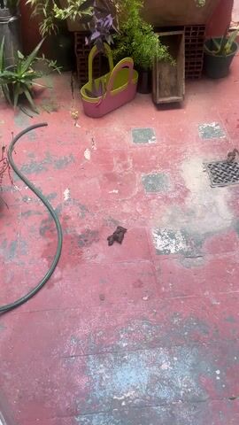 The video opens with a close-up shot of dog feces on a weathered red tile floor. The camera pans slightly to show a floor drain nearby. The camera then moves inside a room with light tile flooring and focuses on two dogs lying on a bed. One dog is black and the other is tan. The tan dog has its head resting on a green pillow. The video ends here. The person recording the video asks, "Who did that?" and "Who?".