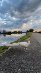 White peacock spotted during golden hour lakeside in Doganovo, Bulgaria