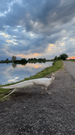 White peacock spotted during golden hour lakeside in Doganovo, Bulgaria