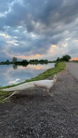 A white peacock with long tail feathers walks along a gravel path beside a calm lake in Doganovo, Bulgaria. The sky is partially cloudy, with soft orange and yellow light peeking through, suggesting either sunset or sunrise. The clouds and distant trees are reflected clearly in the still water of the lake. Green grass lines the edge of the water. In the background, a paved road is visible, with what appear to be parked cars further down. The scene depicts a tranquil natural setting.