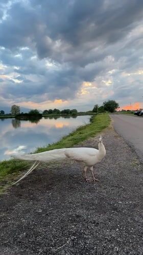 White peacock spotted during golden hour lakeside in Doganovo, Bulgaria