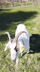 Farm animals spotted grazing in Russian countryside