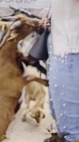 This video captures a lively scene within a goat enclosure, likely a petting zoo or farm, in Bremerhaven, Germany. The ground is a light-colored sandy or dirt surface.

At the beginning of the video, a brown goat stands on its hind legs, attempting to reach a black handbag carried by a person wearing blue jeans adorned with white studs. Other goats, varying in color from brown, black, and white to spotted, are seen moving around the enclosure. Some goats have yellow tags visible on their ears.

The camera pans to show several goats walking and standing on the sandy ground. In the background, other people are visible, indicating this is an open area for visitors. Wooden structures, possibly fencing or small shelters, and a brick wall are also part of the enclosure's setting. A word resembling "DERKSHOP" is faintly visible on a white surface in the background at the start of the clip. The scene appears to take place during the daytime, under natural light. The goats seem curious and active, interacting with their environment and the people present.