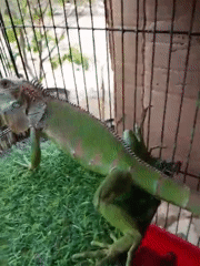 Caged iguanas and grilling fish in Tasikmadu