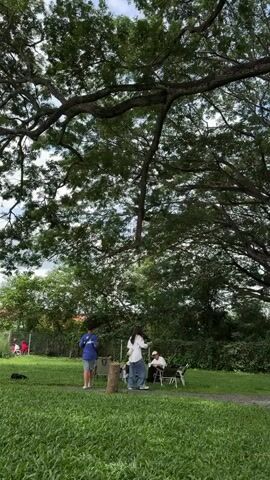 The video shows a park setting with lush green grass and large trees providing shade. In the foreground, a black dog lies on the grass. Further back, two people stand in the grass near some camping chairs. One person, wearing a blue hoodie and shorts, appears to be looking at their phone. Another person, wearing a white shirt and jeans, is standing with their back to the camera, holding a bag. Three other people are seated in camping chairs, appearing to converse. In the background, there is a fence and more trees. The sky is visible through the tree canopy and appears partly cloudy.