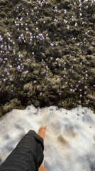Person walks barefoot through wildflower field in Montenegro mountains