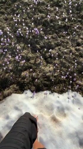 Person walks barefoot through wildflower field in Montenegro mountains
