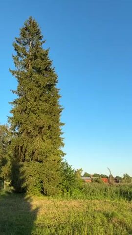 The video opens with a tall evergreen tree on the left side of the frame, its branches illuminated by sunlight. The background is a clear, vibrant blue sky. As the video progresses, the camera pans to the right, revealing a grassy field with tall reeds in the foreground. In the middle ground, there is a body of water, likely a lake or river, with a forested shoreline in the distance. A few houses with red roofs are visible among the trees on the far bank. Further along the shoreline, more dense forest stretches across the horizon. The camera continues to pan, focusing on the water's surface, which reflects the blue sky. Near the end of the video, a small, weathered rowboat is resting on the grassy bank next to the water, partially surrounded by tall grass. The sunlight continues to illuminate the scene, casting long shadows and highlighting the textures of the grass and the water. The overall impression is a tranquil rural landscape on a clear, sunny day.