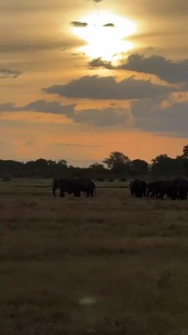 A herd of elephants is visible in a grassy field with trees in the background under a dramatic sunset sky. The sun is bright and partially obscured by clouds. The elephants are spread out across the field, with some in the foreground and more in the middle ground. The lighting suggests it is either sunrise or sunset. The environment appears to be a savanna or grassland.
