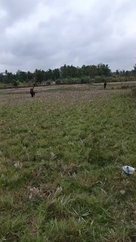 A wide shot shows a harvested field with two people working. The sky is overcast and a bird is in flight. The field is mostly green grass with some areas of dry stubble. In the background, there are trees and a few buildings. A white plastic bag is visible in the lower right corner.