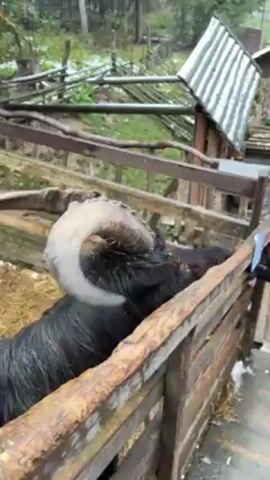 The video shows a large, black goat with curved horns standing in a wooden pen, outdoors. The pen is made of horizontal wooden slats.  A person extends a hand and offers the goat a piece of food, which the goat accepts. The background shows a wooded area with some snow on the ground and fallen leaves. There is also a small, wooden structure with a slanted roof visible behind the pen. The weather appears to be cool and possibly wet.