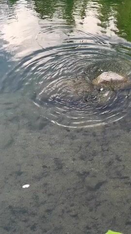 The video displays a static close-up of clear, shallow water in what appears to be a natural body of water. The bottom is visible, composed of light brown sediment or sand, with a few small dark specks and one small white, oval-shaped object. A large, dark grey rock is partially submerged in the water in the upper right portion of the frame. Concentric ripples continuously emanate from the water immediately surrounding the rock, suggesting an ongoing disturbance beneath the surface. The water's surface reflects green foliage and a brighter sky. No people are visible.