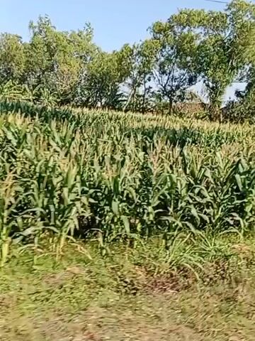 The video pans across a rural landscape under a clear blue sky. In the foreground, there's a dirt path with some vegetation and debris. Behind the path, a field of corn stretches into the distance, with tall green stalks. To the right of the cornfield, there are banana trees with large green leaves and a utility pole. Further back, a simple wooden structure with a corrugated metal roof is visible, and beyond that, a brick building with a tiled roof. The scene appears to be an agricultural area, possibly a village or a farm. There are no people visible in the frame.