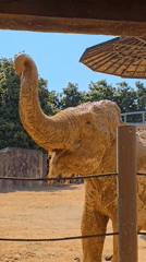 Elephants observed at zoo facility in Fuyang, China