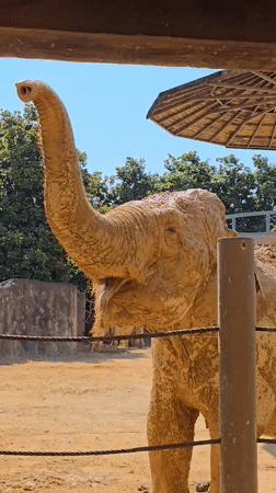 Elephants observed at zoo facility in Fuyang, China
