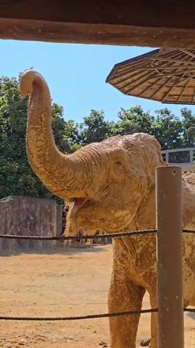 Elephants observed at zoo facility in Fuyang, China