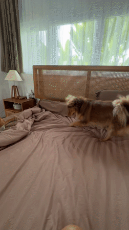 Cat and dog play together on bed in Ubud