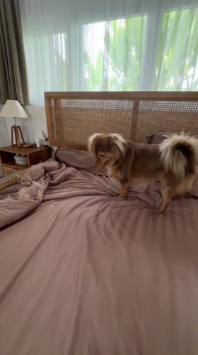 Cat and dog play together on bed in Ubud