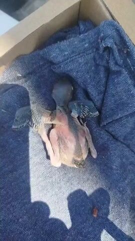 The video shows a close-up, top-down view of a baby bird, likely a nestling, lying on a dark blue fabric inside a cardboard box. The bird appears to be mostly naked, with some downy feathers on its head and wings. Its eyes are closed, and its body is pinkish and translucent, revealing some internal structures. The bird's legs and feet are visible, as are its undeveloped wings. The lighting suggests it is outdoors, with shadows cast on the fabric, indicating the presence of an unseen light source, possibly the sun. The bird is still and appears to be resting or recovering.
