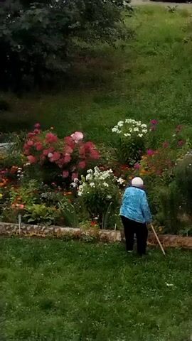 A woman is gardening in a flower bed. She is wearing a blue shirt and black pants and has a white head covering. She is holding a rake and appears to be tending to the flowers. The flower bed is full of colorful flowers, including pink roses and white flowers. There is a grassy area in front of the flower bed, and a wooded area behind it. The video is taken from a slightly elevated angle.