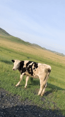 Cow observed in field in Pervomayskoye, Russia