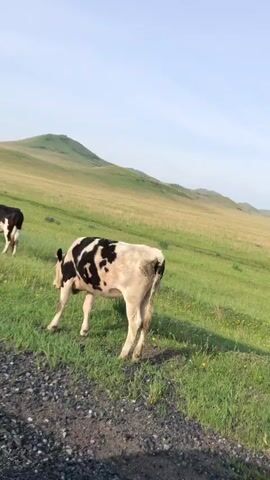 The video opens with a close-up of a black and white cow standing in a grassy field. The cow is facing left, with its head turned towards the camera. The background is a lush green hill with a few scattered yellow flowers. The sky is a clear blue with a few wispy clouds. As the video progresses, the camera zooms out slightly, revealing more of the landscape. Another cow, this one brown and white, can be seen in the distance grazing in the field. The hills in the background appear to be rolling and covered in grass. The overall scene is peaceful and idyllic, suggesting a rural setting. The video ends with a view of the black and white cow once again in the foreground.