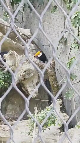 The video shows a toucan perched on a branch behind a wire fence. The toucan is black with a bright yellow beak and a white chest. It is looking to the left. In the background, there is a rock formation and some greenery. The fence is made of metal wire.
