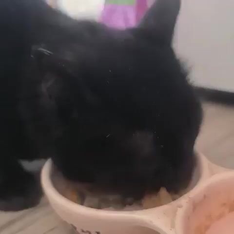 A black cat is eating from a pink double bowl. The bowl is divided into two sections. The cat is focused on eating from the left section, which contains food. The background is out of focus, but appears to be an indoor setting with light-colored flooring and a wall with a purple item on it. A hand briefly enters the frame from the left and appears to gently touch the cat's head or neck as it eats.