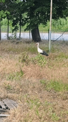 White stork forages near roadway in grassy area