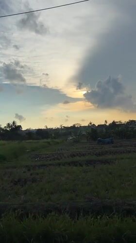 Motorcyclist passes through debris-scattered field in Mengwi, Indonesia