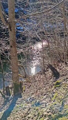 The scene is a woodland area with a body of water visible through the trees. The trees are mostly bare, with only a few small branches visible. The ground is covered with fallen leaves and twigs. The sun is shining brightly and reflecting off the water, creating a sparkling effect. The overall tone of the video is peaceful and serene.