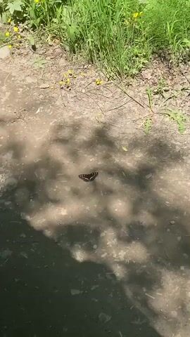 A butterfly is on the ground. The butterfly is dark colored with white markings. It is in the middle of the frame. The ground is dirt and there are some leaves and grass in the background. There are shadows on the ground, suggesting there are trees above. The butterfly is stationary in the frame.
