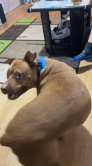 Brown dog with blue collar observed indoors in Sofia
