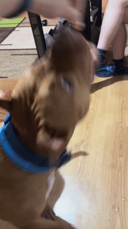 Brown dog with blue collar observed indoors in Sofia