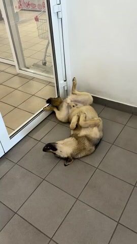 A dog is lying on its back on a tiled floor next to a glass door. The dog's legs are in the air and its eyes are closed. The door is partially open and a white wall is visible behind the dog. The floor is made of square grey tiles.