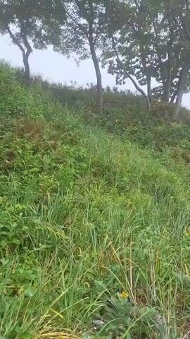 The video shows a natural landscape with trees on a grassy incline. The camera pans to the right, revealing a rocky shoreline and the ocean under a foggy sky. The scene is tranquil and appears to be a coastal area.