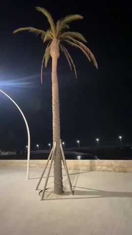 The video begins with a nighttime shot of a tall, slender palm tree illuminated by a streetlamp. The palm tree is supported by wooden braces. The camera pans to the left, showing more streetlights and distant palm trees along a waterfront promenade. The camera continues to pan and then moves forward, revealing a large, stone monument or statue in the center of a plaza. The monument is lit by spotlights, casting a warm glow. The surrounding area appears to be an open public space with paving stones and low walls. The sky is dark, indicating nighttime.
