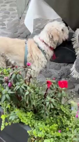 The video shows three dogs in an outdoor setting. One dog is light brown and white and wearing a teal-colored harness. A second dog is brown and white and wearing a blue jacket. The third dog is mostly black and wearing a red harness. They are near some greenery, including a planter with pink flowers. The ground is paved with irregularly shaped stones. In the background, there are tables and chairs that appear to belong to an outdoor dining area. The light is natural and suggests daytime. The camera moves around as it records the scene.