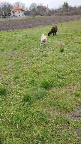 A white and a dark brown sheep are on a grassy field dotted with small white flowers. They appear to be grazing or playfully nudging each other. In the background, there's a ploughed field and a few houses with red roofs, set against a grey, overcast sky. The focus is on the sheep in the foreground, highlighting a rural scene.