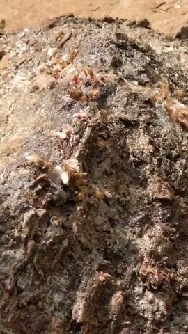 The video shows a cluster of bees gathering on a textured, damp, grayish-brown surface. The surface is irregular with visible crevices and some white patches scattered among the darker areas. The bees are small, predominantly yellow and black, and they move actively over the surface. The background is blurred and shows a sandy, slightly reddish ground. The video is close-up and the focus is predominantly on the bees and the surface they are occupying.