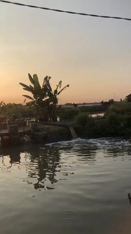The video shows an outdoor scene at sunset. A body of water is in the foreground, with ripples and reflections visible. In the middle ground, a pipe is discharging water into the body of water, creating turbulence. Behind the pipe, there are some banana trees and other vegetation. The sky is a pale orange and yellow, characteristic of sunset. In the background, there are some fields and possibly some structures in the distance. The overall impression is a rural landscape during the golden hour. There are no people visible in the video. The video appears to be shot from a slightly elevated position.