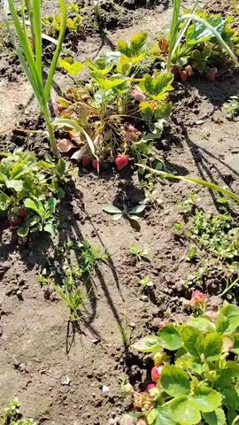 The video shows a garden bed with rows of strawberry plants and what appear to be garlic plants. The soil is visible, along with green leaves and some red strawberries. The lighting suggests it is daytime and outdoors. The camera appears to be held by a person, and the video is shaky, indicating movement. No people are directly visible in the frame, but the audio contains a brief human voice.