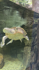 Aquarium walk-through covering fish, eels, rays, and reptiles
