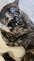 Morning cuddles: Woman shares bed with two tortoiseshell cats