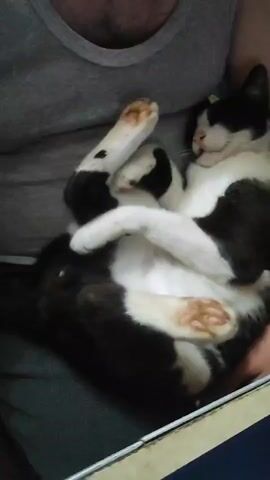 A black and white cat is being held by a person in a gray tank top. The cat is lying on its back with its legs curled up. The cat's eyes are closed, and it appears to be sleeping. The person's arms are wrapped around the cat. The background is blurred, but it appears to be an indoor setting.