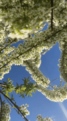 Spring blooms captured on video in Noviy, Russia