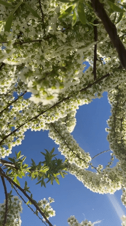 Spring blooms captured on video in Noviy, Russia
