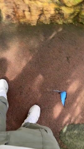A person walks along a red speckled walkway near some greenery and rocks. The person is wearing khaki pants and white shoes. A blue animated butterfly flies near the lower right corner of the screen.